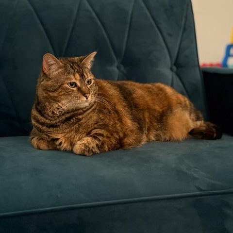 Frankie, Adoptable, Adult Female Domestic Short Hair.