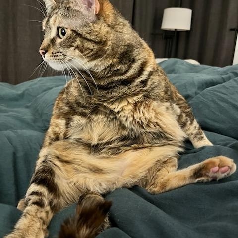 Enlarge Frankie, a Adoptable Domestic Short Hair in Rockford, MI image 4/6