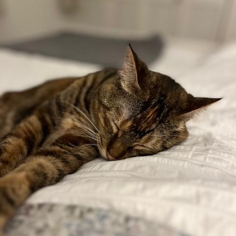 Enlarge Frankie, a Adoptable Domestic Short Hair in Rockford, MI image 6/6