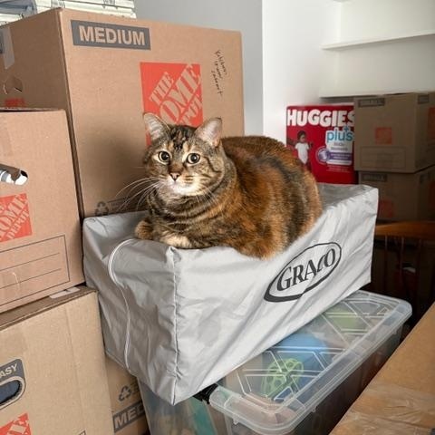 Enlarge Frankie, a Adoptable Domestic Short Hair in Rockford, MI image 5/6