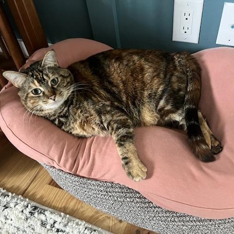 Enlarge Frankie, a Adoptable Domestic Short Hair in Rockford, MI image 2/6