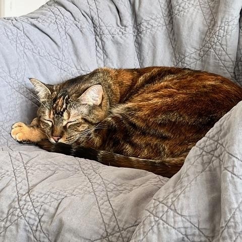 Enlarge Frankie, a Adoptable Domestic Short Hair in Rockford, MI image 3/6