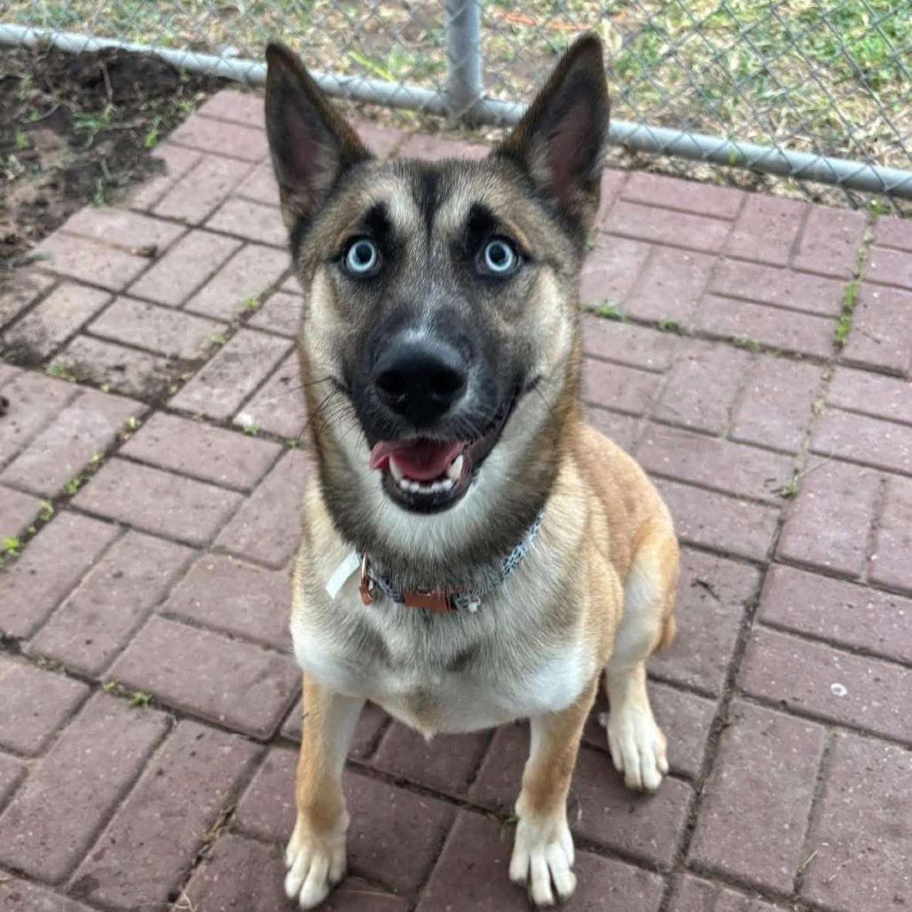 Enlarge Tristan, a Adoptable mixed breed in Houston, TX image 1/1