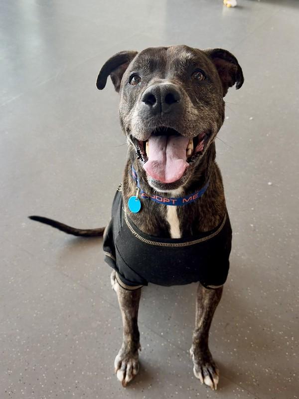 Enlarge Danny, a ADOPTABLE Mixed Breed in Truckee, CA image 1/3