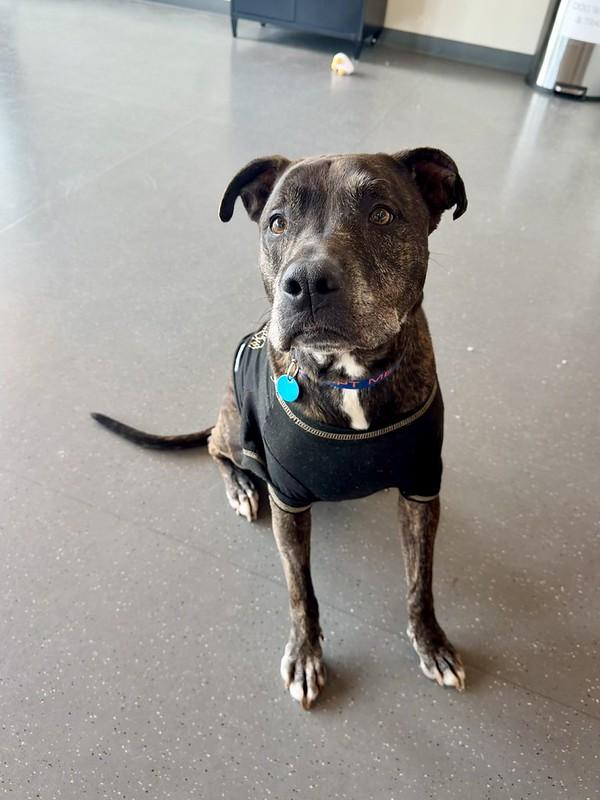 Enlarge Danny, a ADOPTABLE Mixed Breed in Truckee, CA image 2/3