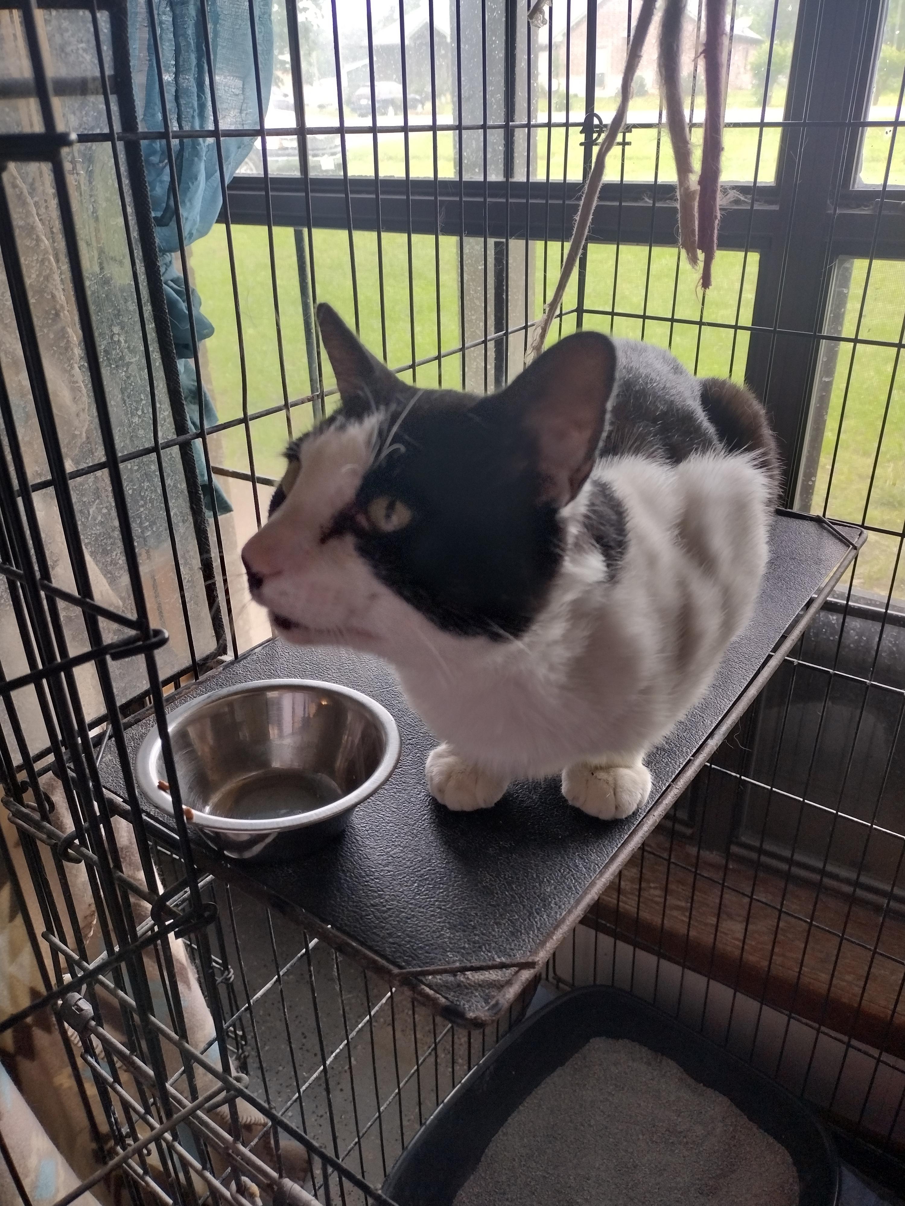 Smudge, Adult Male unknown