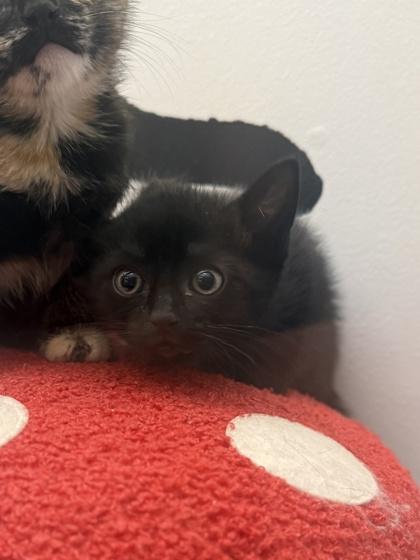 Enlarge Theodore, a Adoptable mixed breed in King William, VA image 1/1