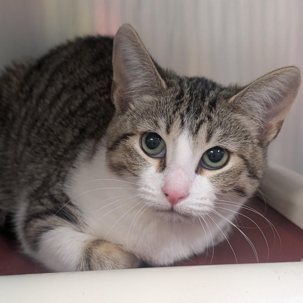 Enlarge Spice, a Adoptable Domestic Short Hair in Huntsville, AR image 1/1