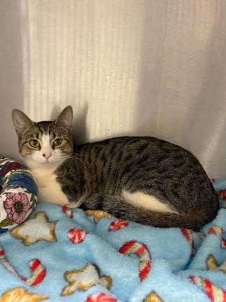 Lovey — thumbnail 2