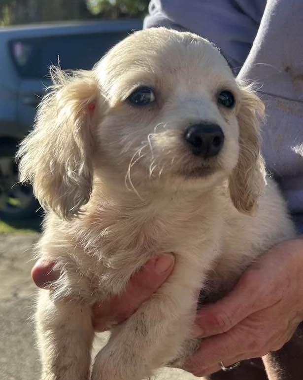 ANGELO, ADOPTABLE, Puppy Male Maltipoo.