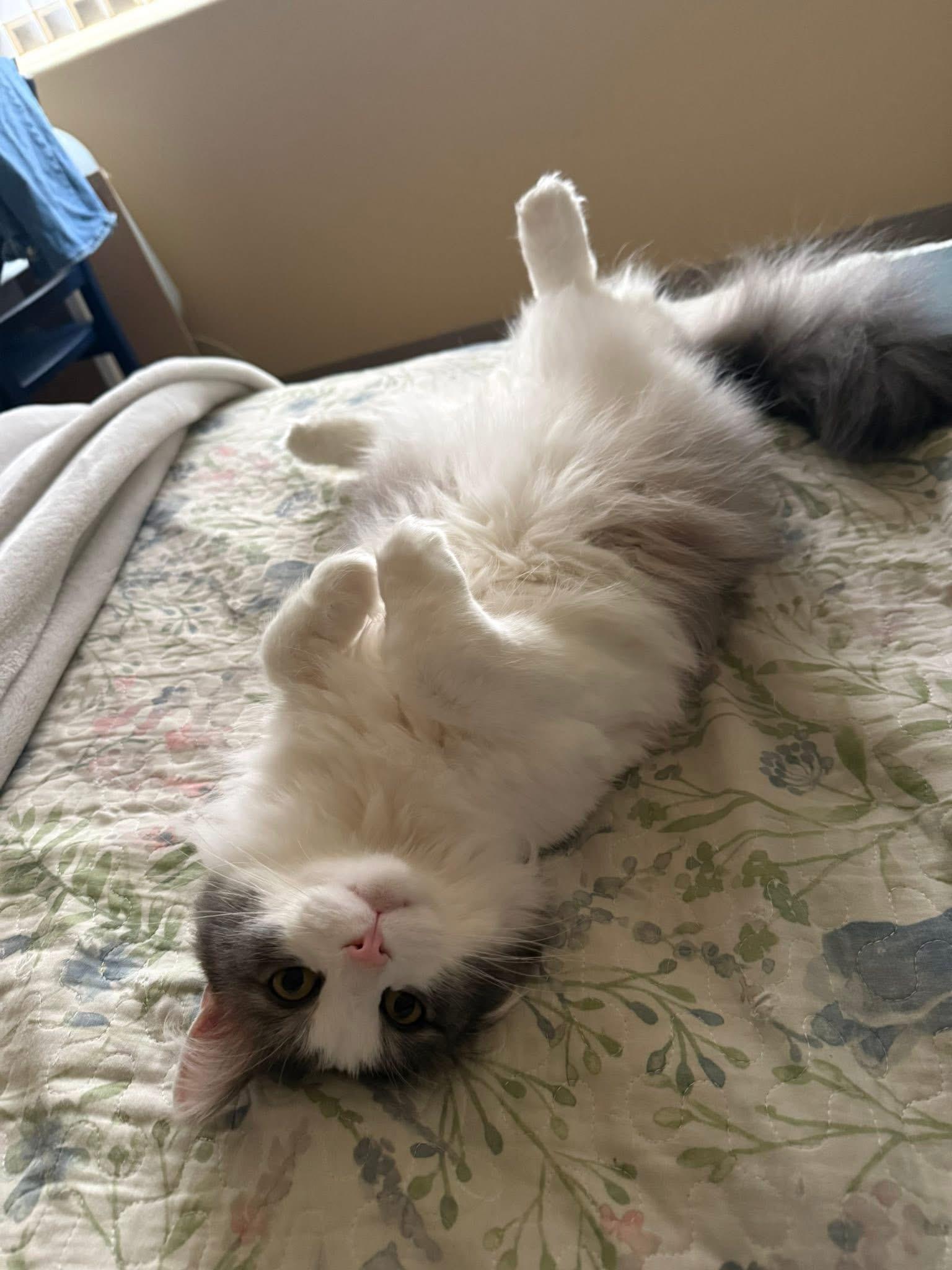 Mouse, a ADOPTABLE Domestic Long Hair in Manhattan, KS image 2/2