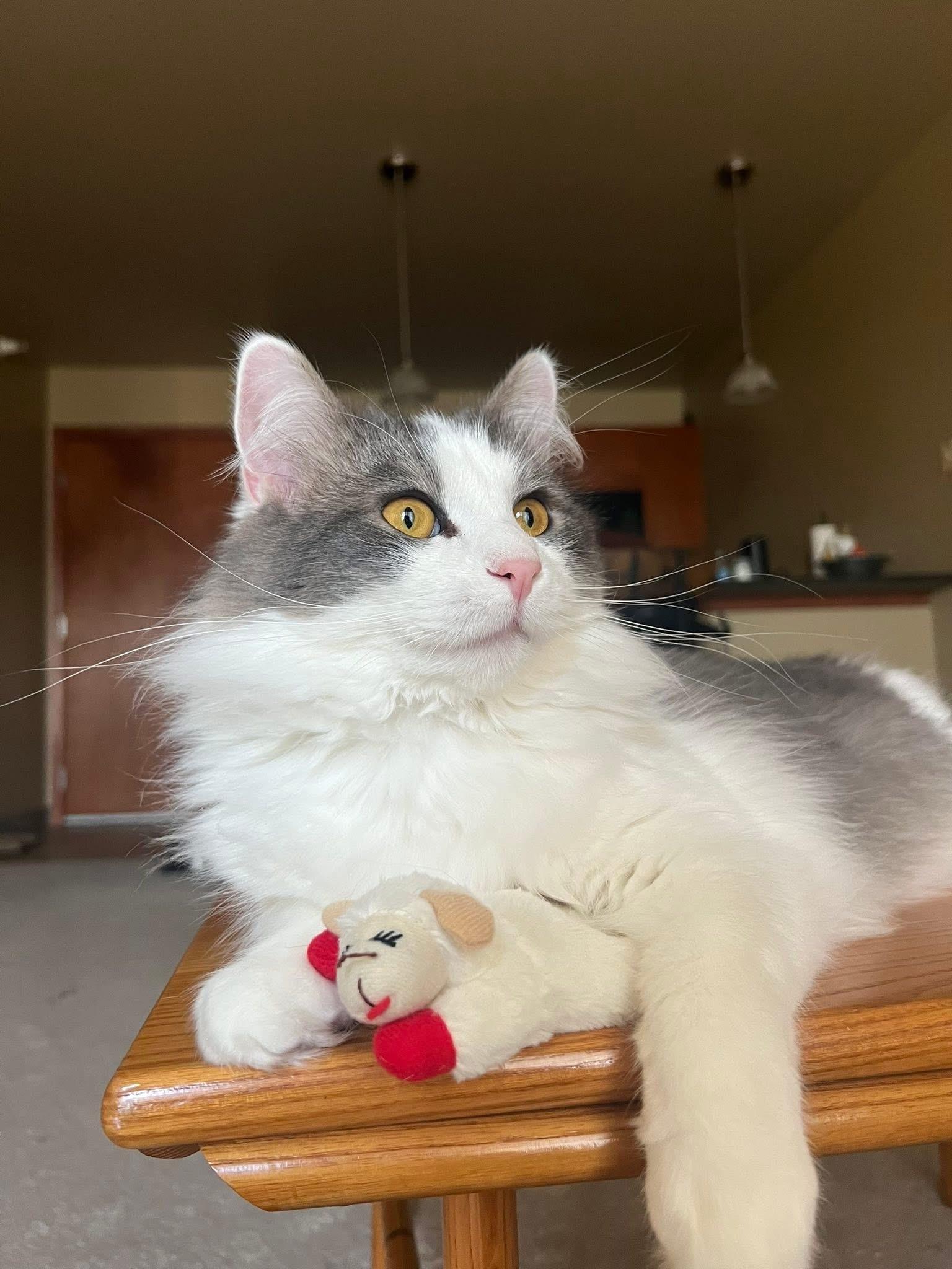 Mouse, ADOPTABLE, Adult Male Domestic Long Hair.