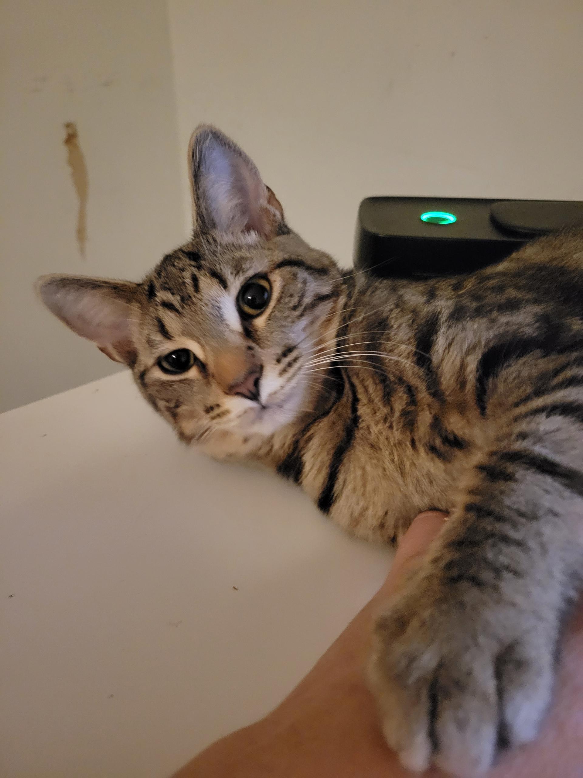 Enlarge Jack, a Adoptable mixed breed in Morganton, NC image 2/5