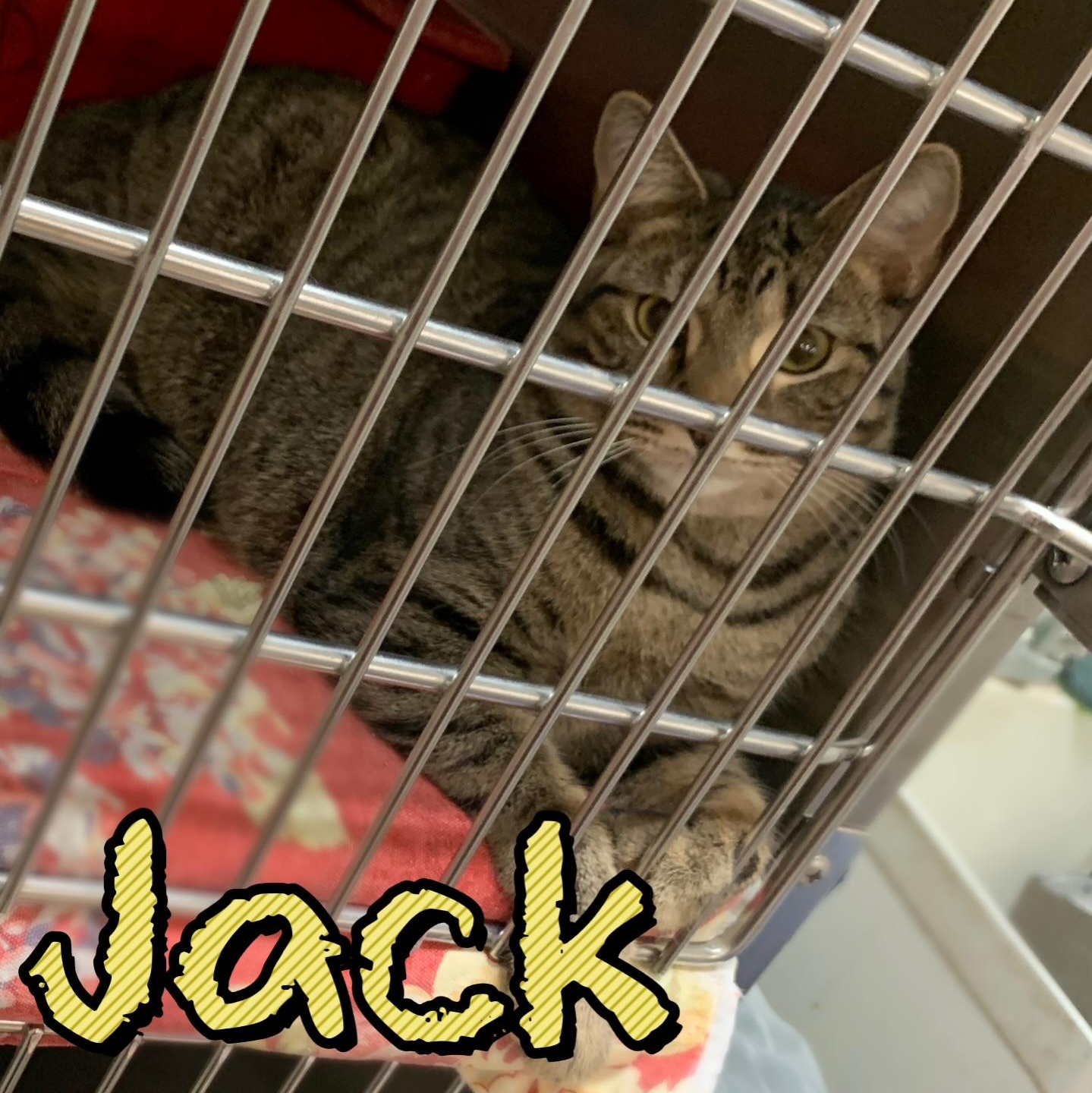 Enlarge Jack, a Adoptable mixed breed in Morganton, NC image 5/5