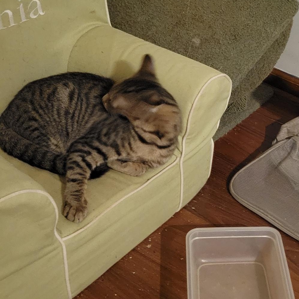 Enlarge Jack, a Adoptable mixed breed in Morganton, NC image 3/5