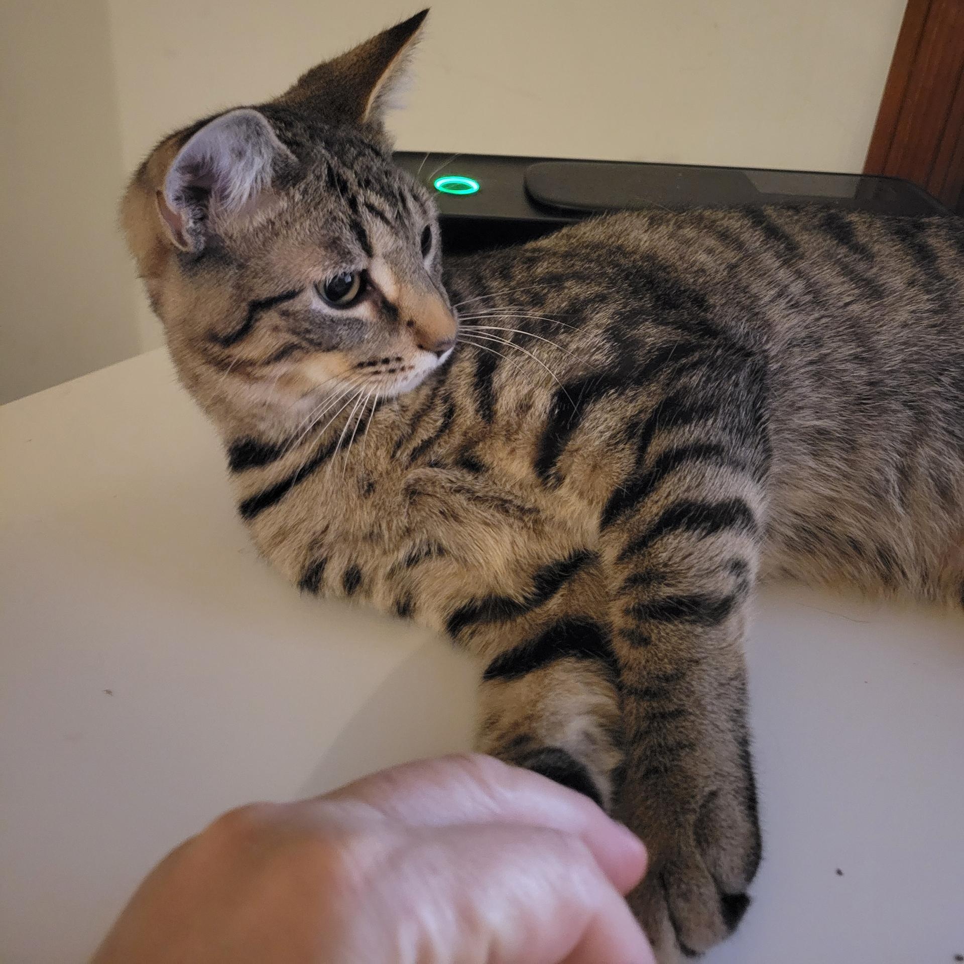 Enlarge Jack, a Adoptable mixed breed in Morganton, NC image 4/5