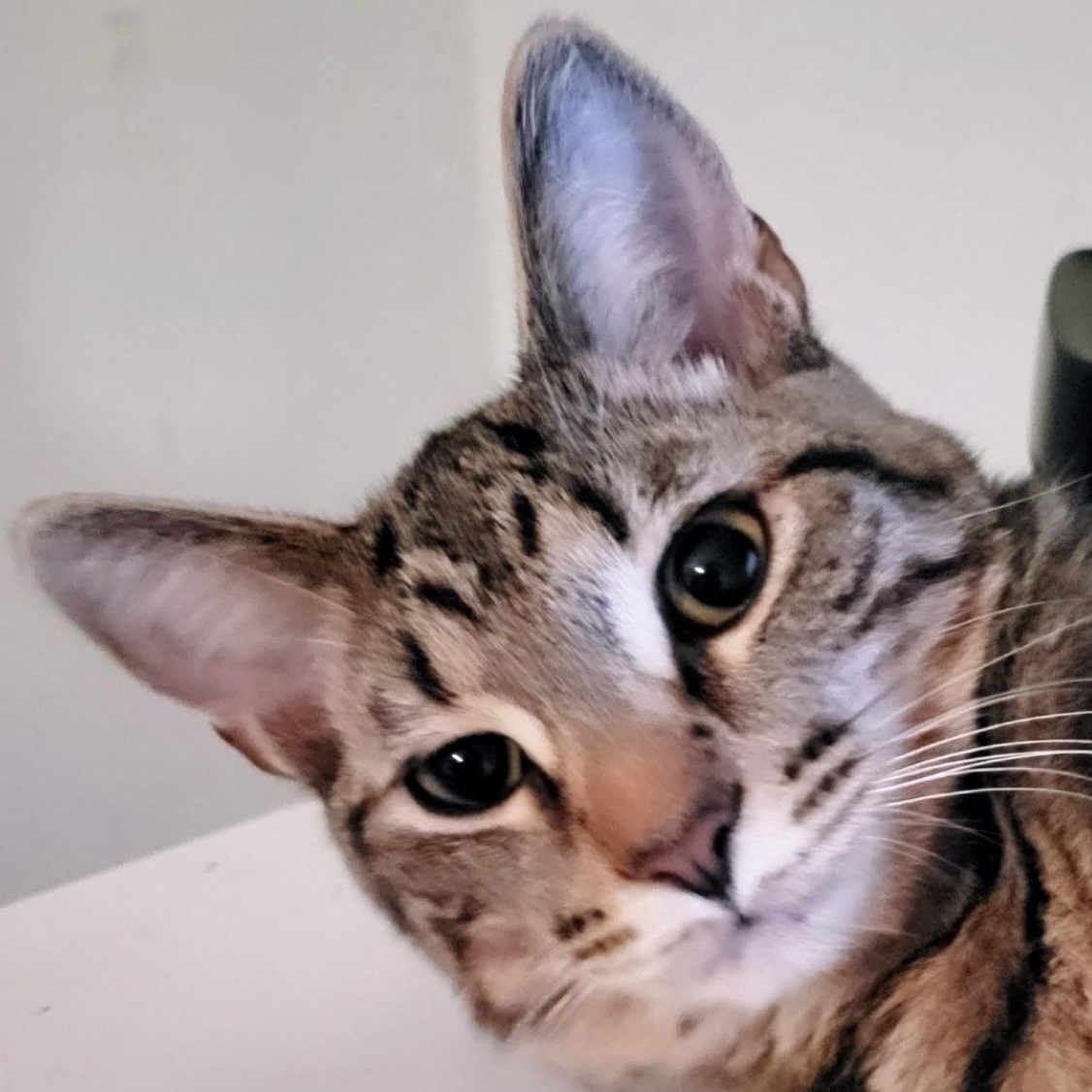 Jack, Adoptable, Kitten Male Domestic Short Hair.