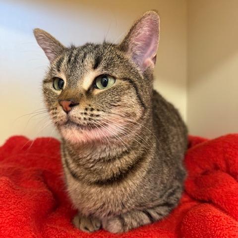 Enlarge Felix, a Adoptable Domestic Short Hair in Indiantown, FL image 1/1