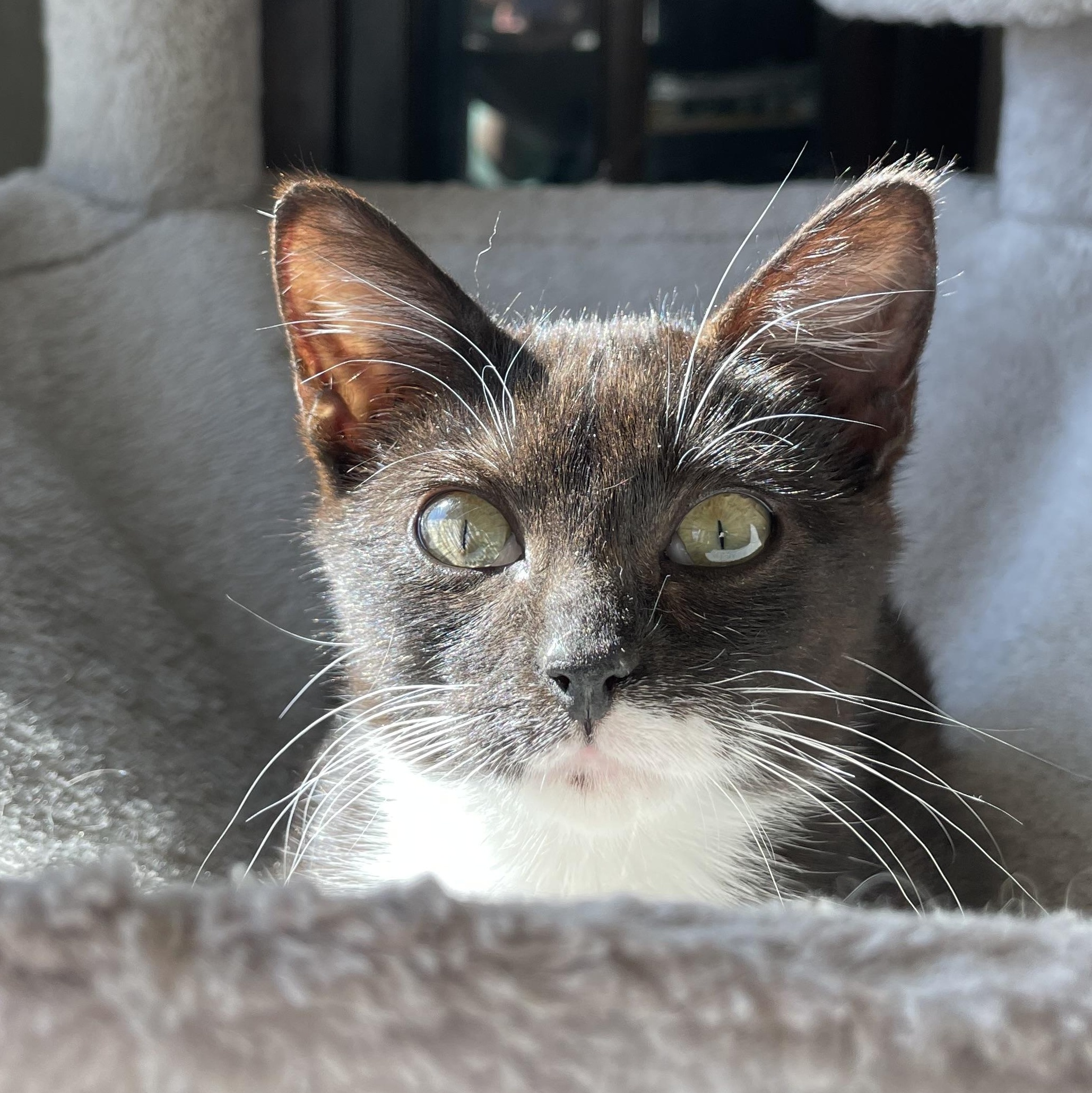 Enlarge Smudge, a Adoptable Domestic Short Hair in Pittsburgh, PA image 1/5