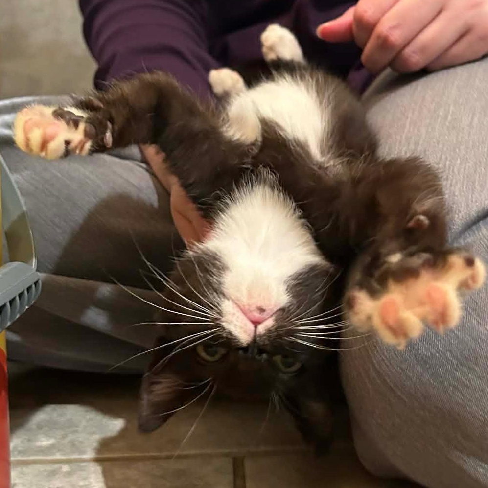 Enlarge Smudge, a Adoptable Domestic Short Hair in Pittsburgh, PA image 2/5