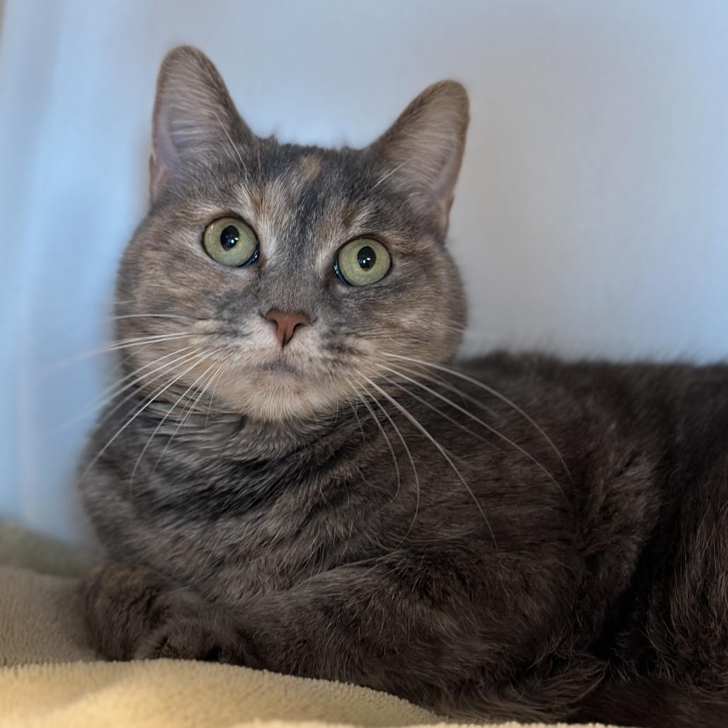 Enlarge Zoey, a Adoptable mixed breed in Matteson, IL image 1/5