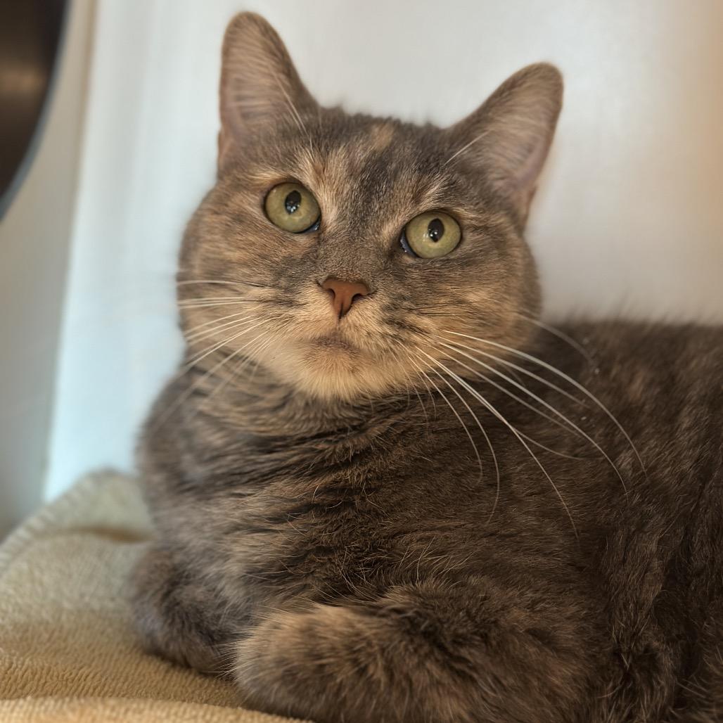 Enlarge Zoey, a Adoptable mixed breed in Matteson, IL image 2/5
