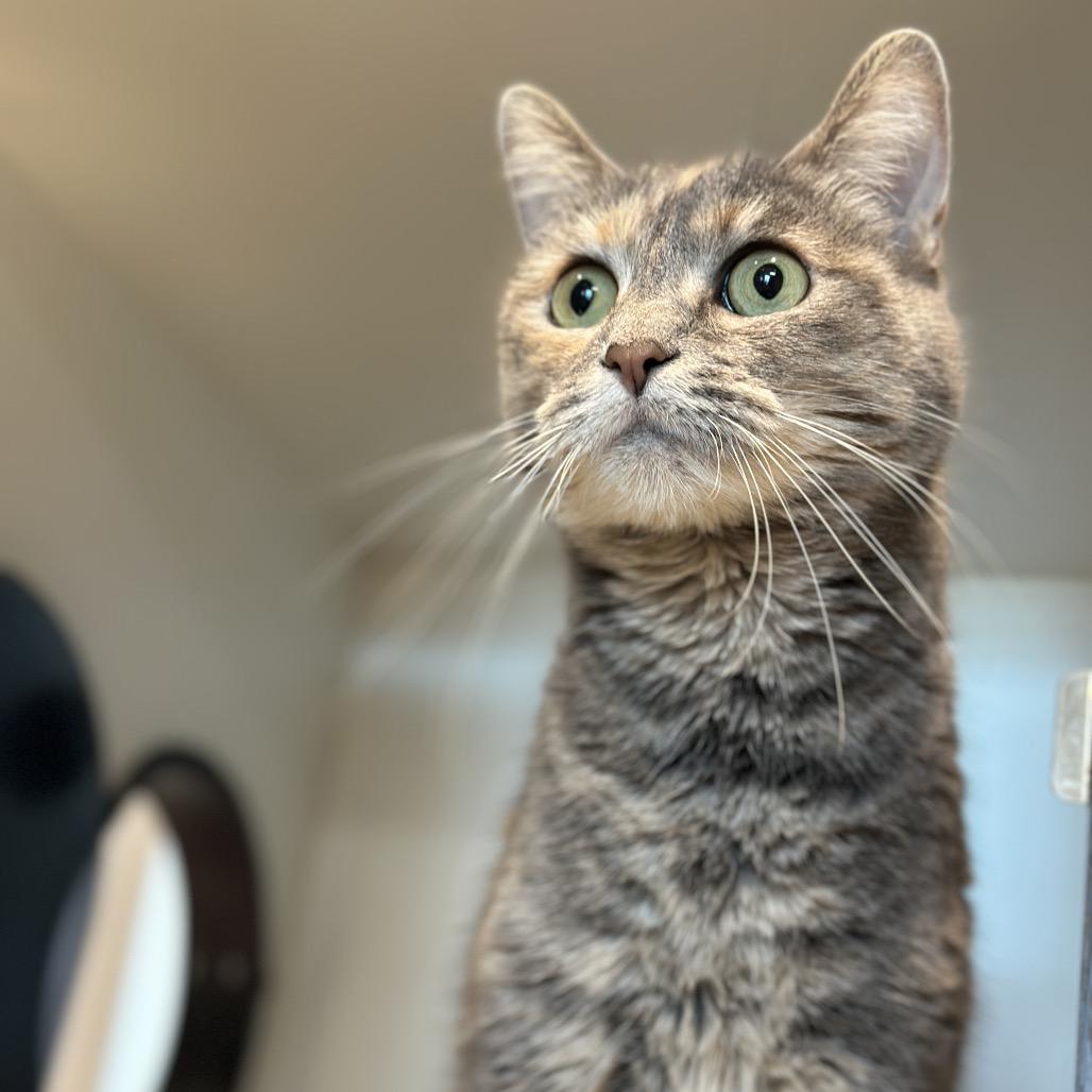 Enlarge Zoey, a Adoptable mixed breed in Matteson, IL image 3/5