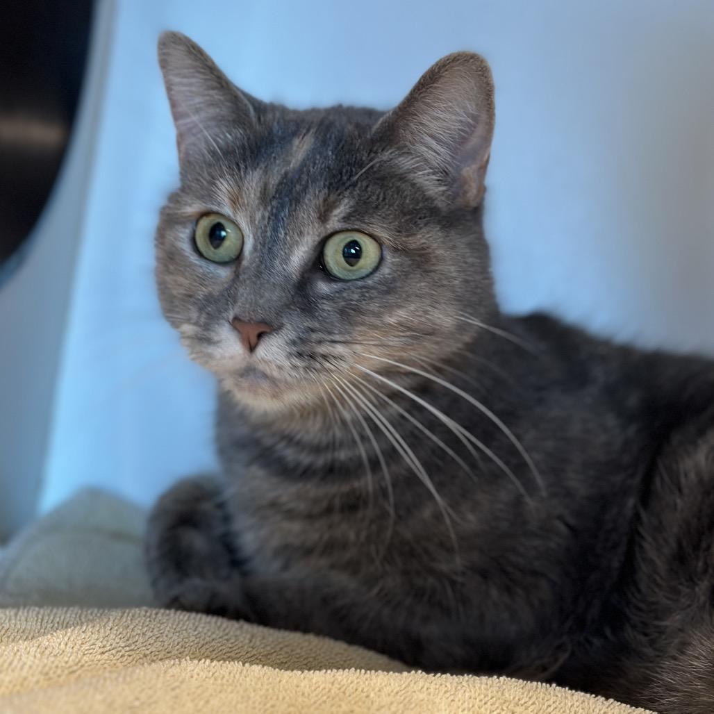Enlarge Zoey, a Adoptable mixed breed in Matteson, IL image 4/5