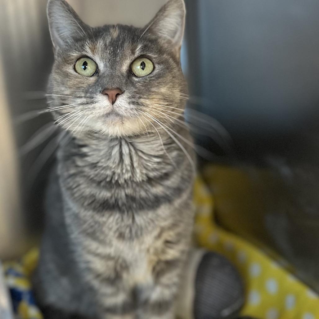 Enlarge Zoey, a Adoptable mixed breed in Matteson, IL image 5/5