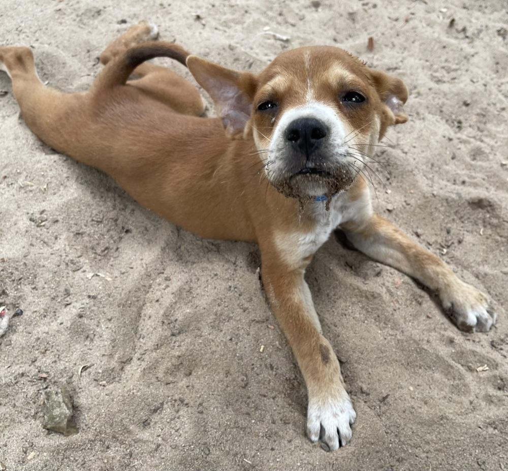 Enlarge Nars, a Adoptable mixed breed in Seguin, TX image 1/6