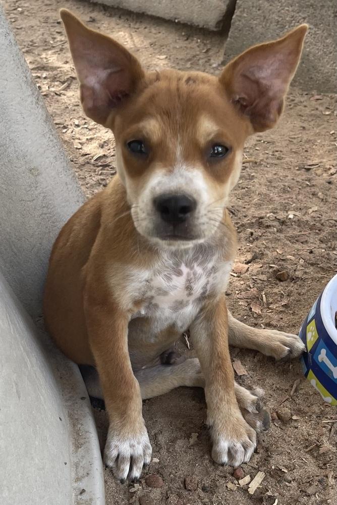 Enlarge Nars, a Adoptable mixed breed in Seguin, TX image 3/6