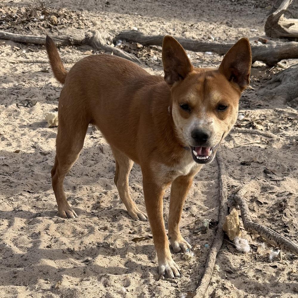 Enlarge Nars, a Adoptable mixed breed in Seguin, TX image 4/6