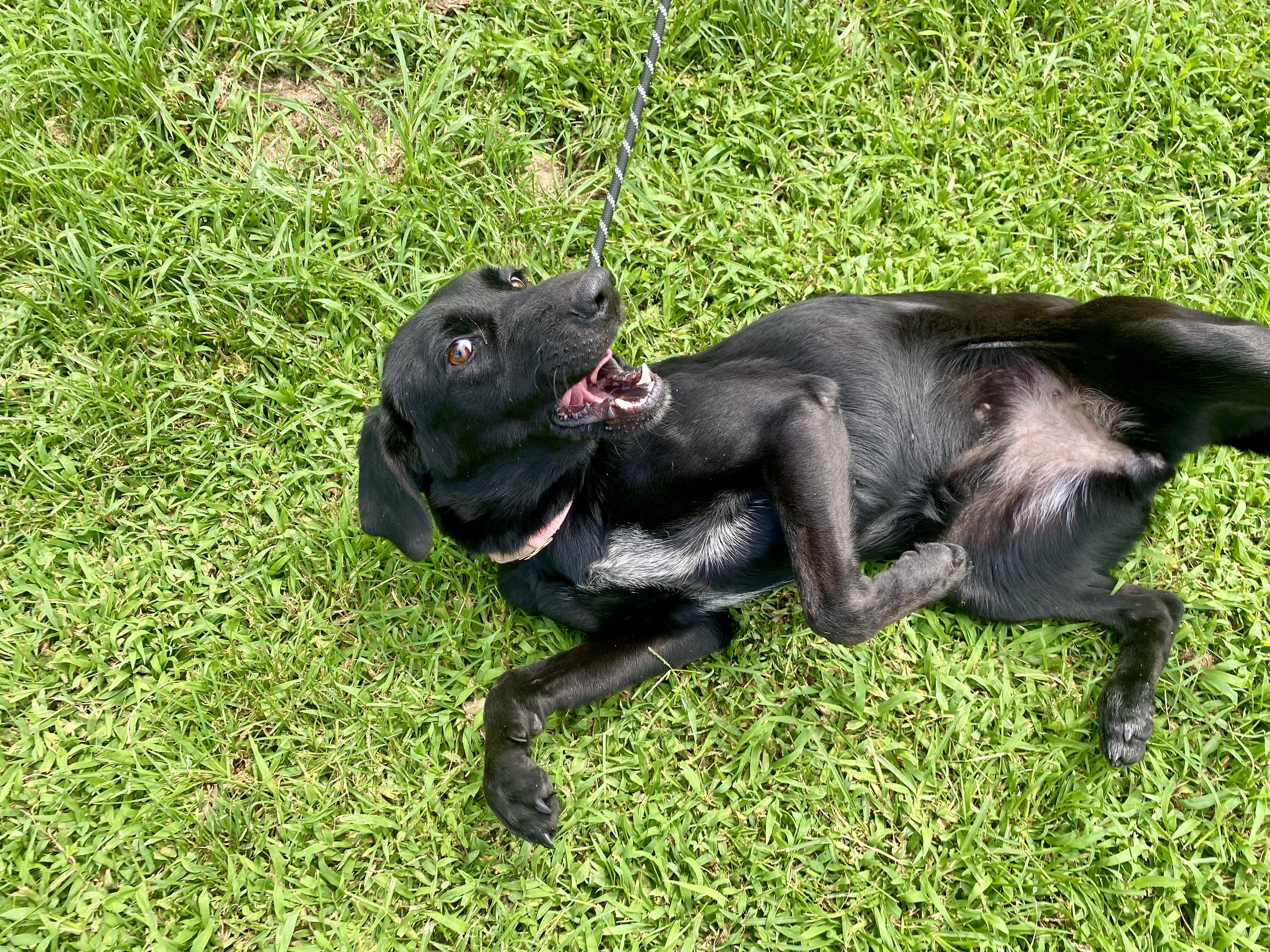 Enlarge Roxie, a Adoptable Black Labrador Retriever in King George, VA image 5/5