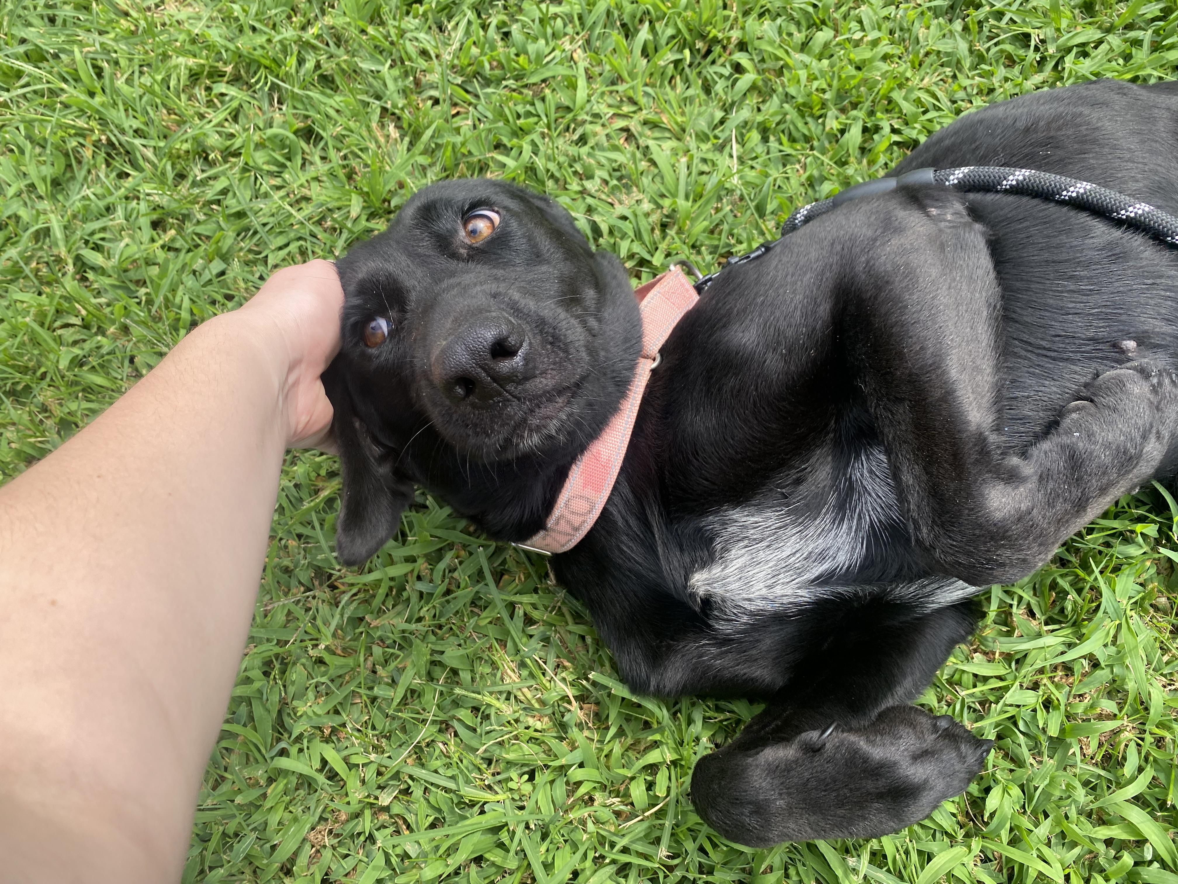 Enlarge Roxie, a Adoptable Black Labrador Retriever in King George, VA image 4/5