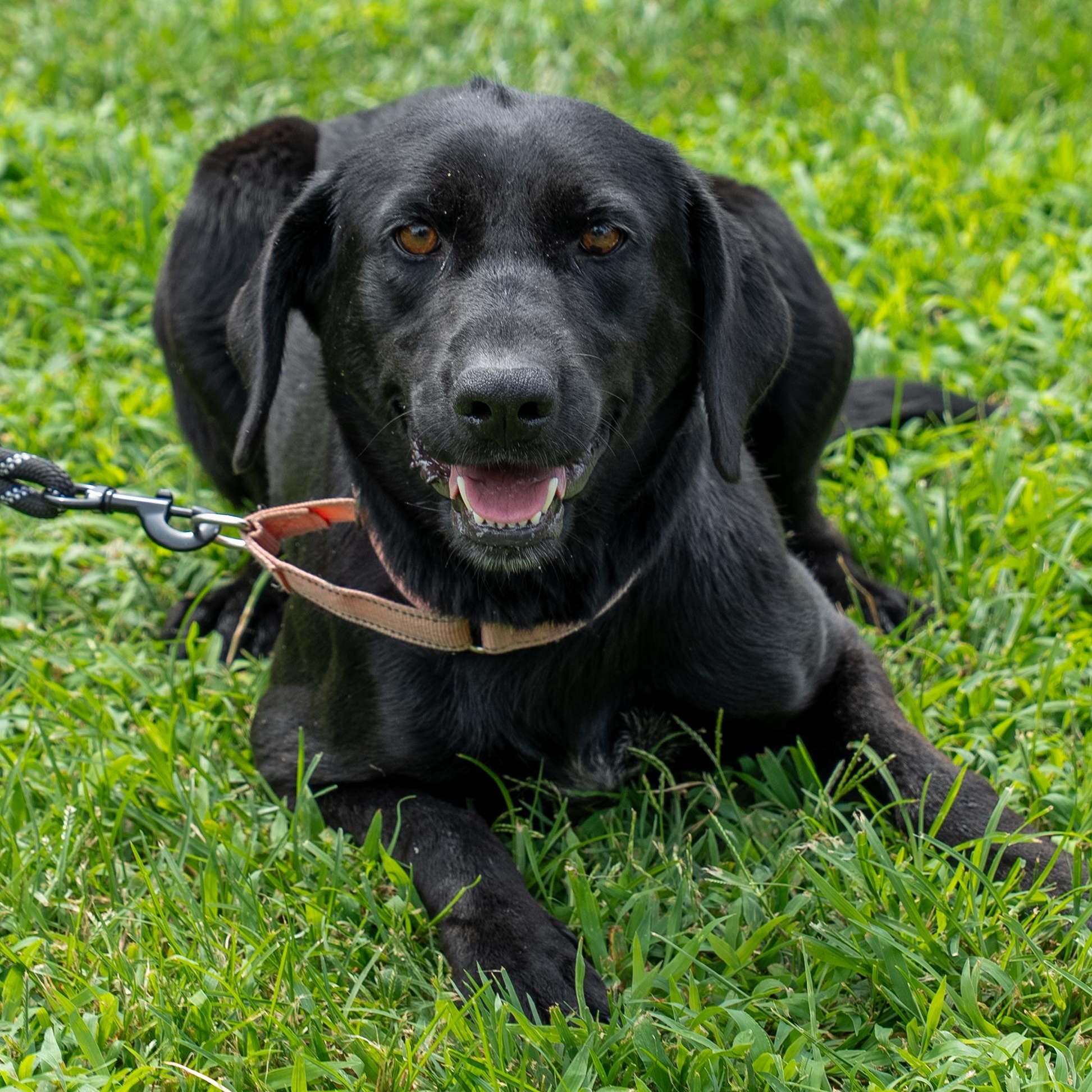 Enlarge Roxie, a Adoptable Black Labrador Retriever in King George, VA image 1/5