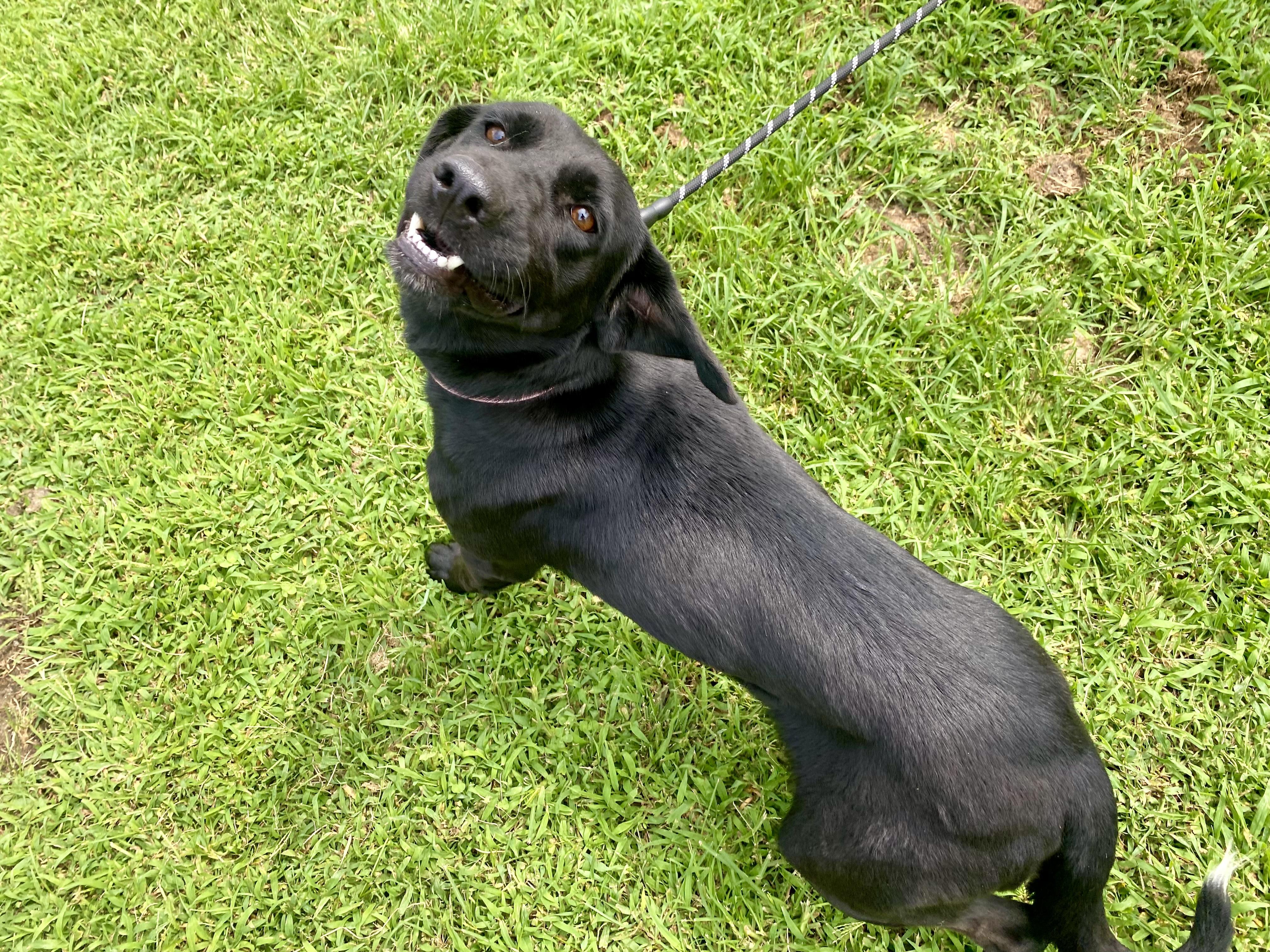 Enlarge Roxie, a Adoptable Black Labrador Retriever in King George, VA image 3/5