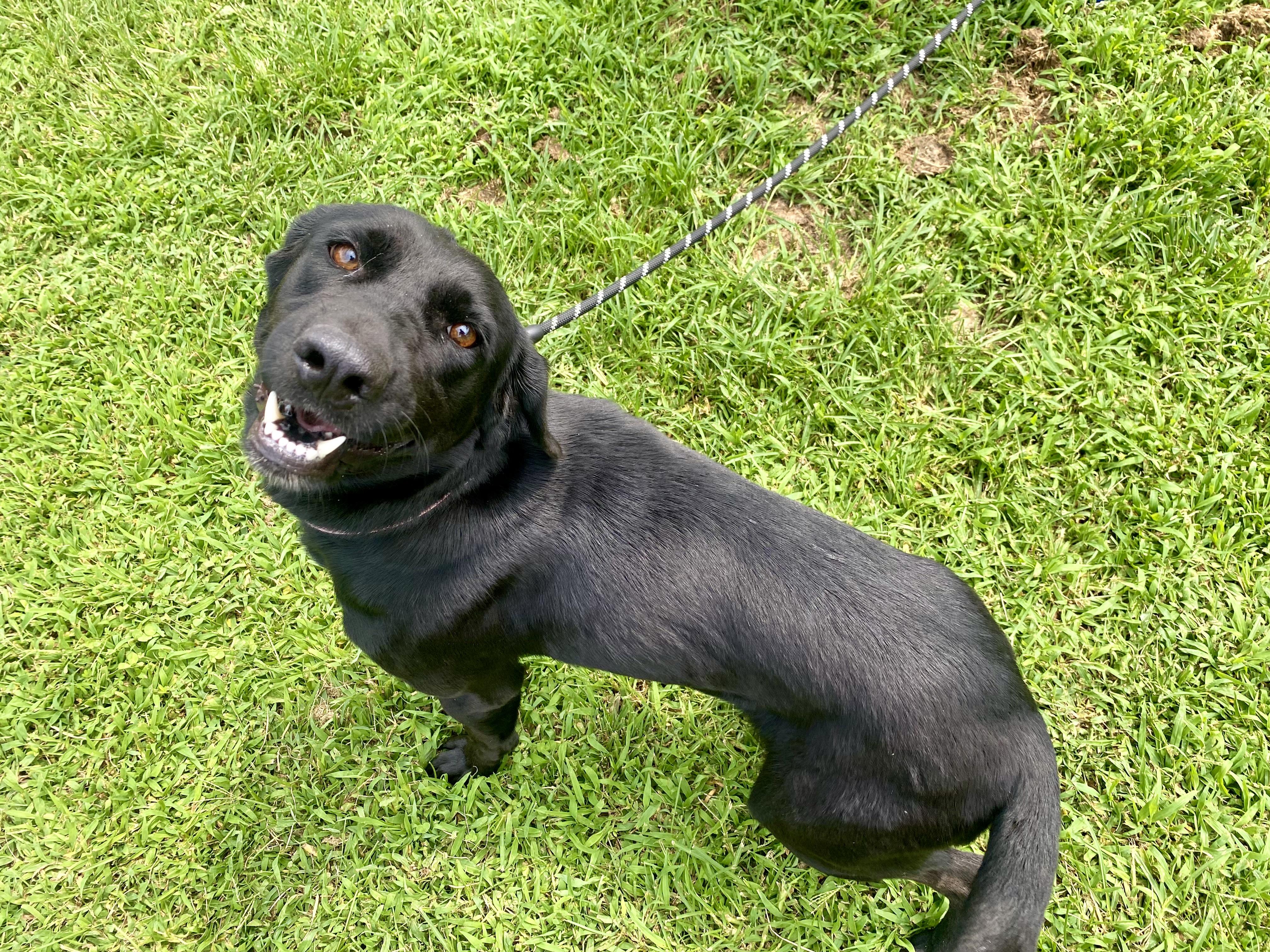 Enlarge Roxie, a Adoptable Black Labrador Retriever in King George, VA image 2/5