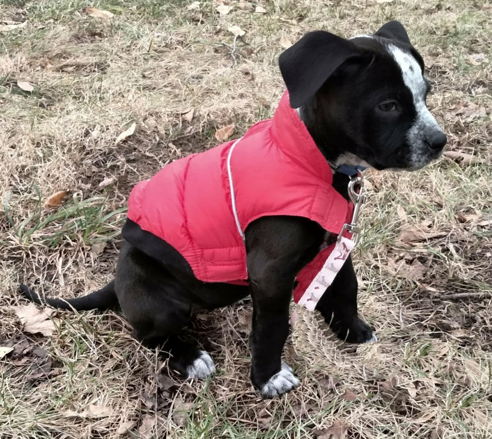 Faline, ADOPTABLE, Puppy Female Pit Bull Terrier.