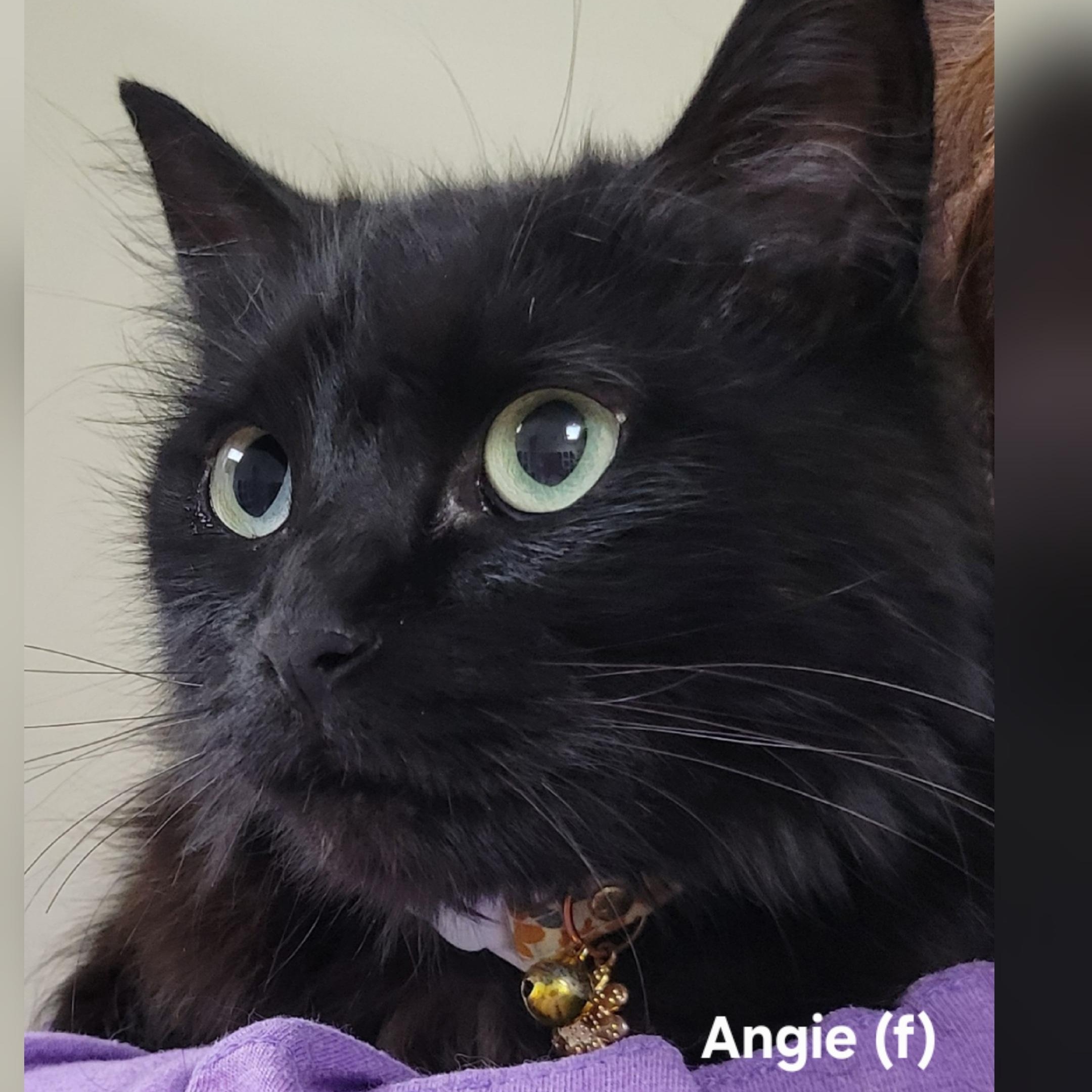 Enlarge Angie, a Adoptable Domestic Long Hair in Mazon, IL image 1/1