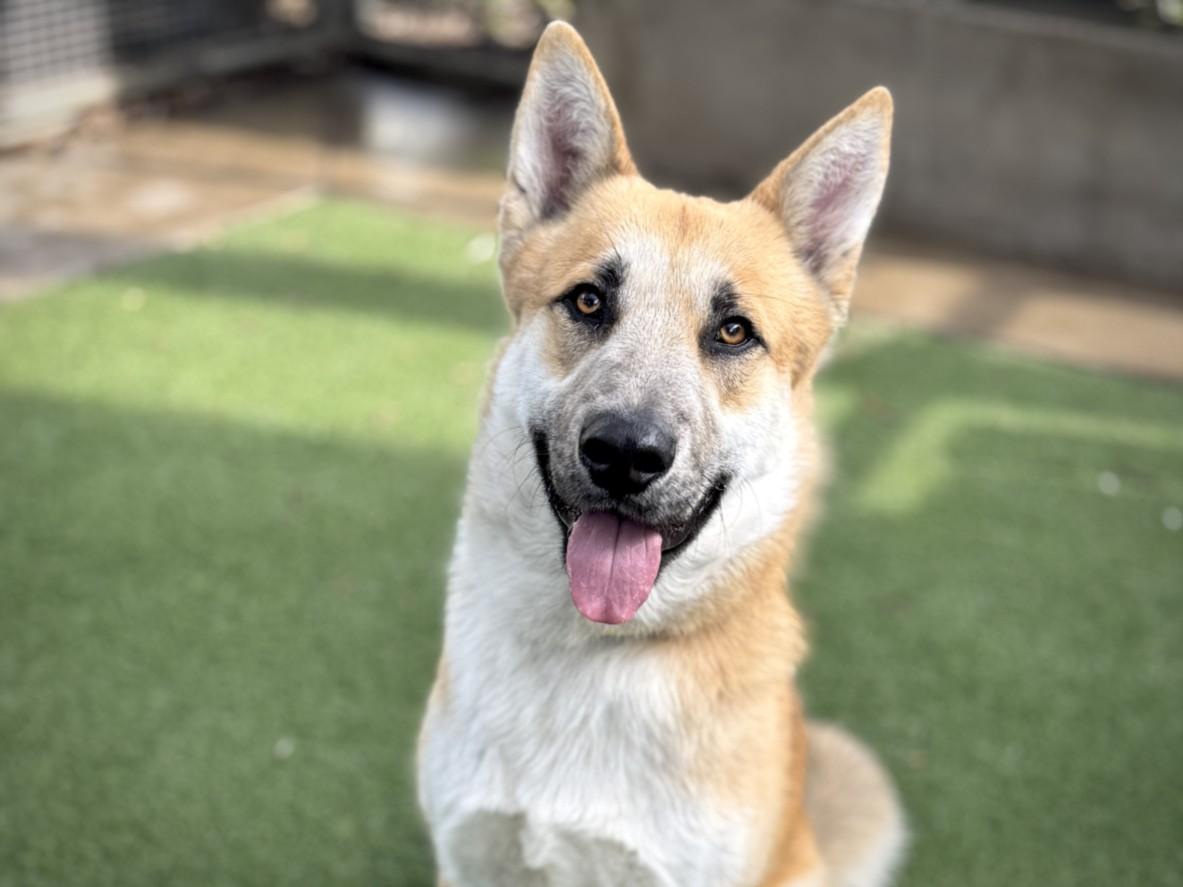 Enlarge JASPER, a Adoptable German Shepherd Dog in San Pedro, CA image 1/1