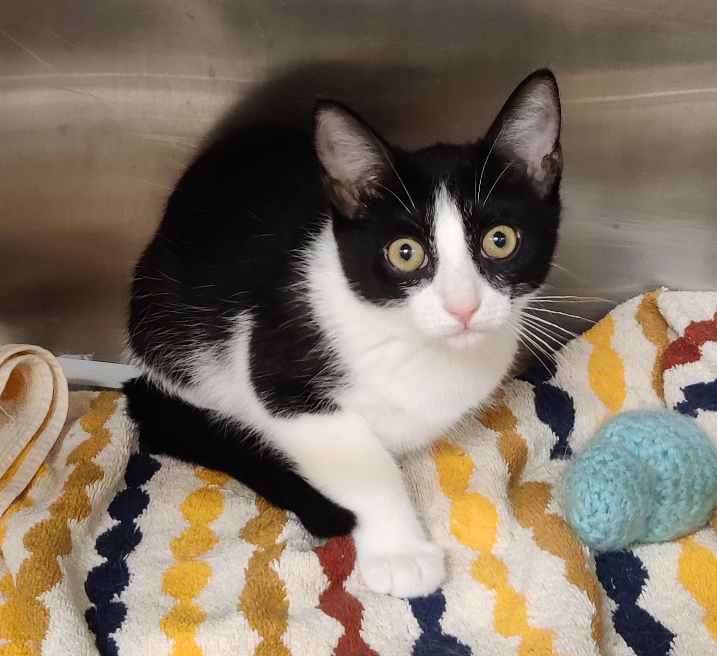Scarlett, adoptable, Kitten Female Domestic Short Hair.