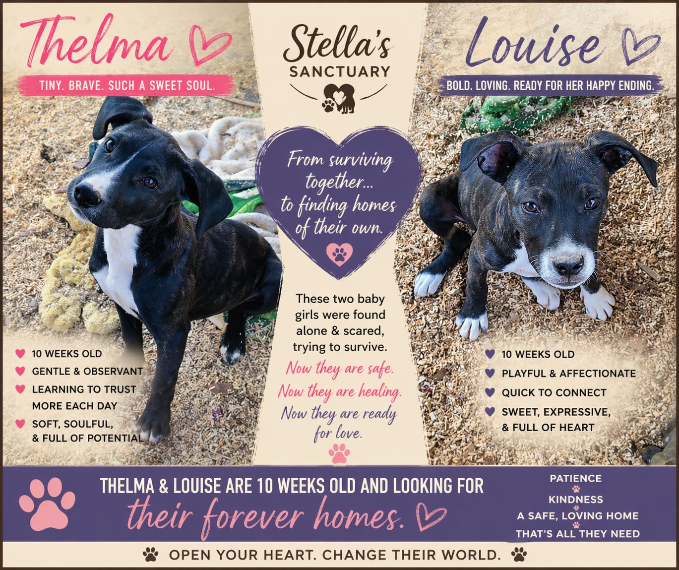 Enlarge LOUISE, a Adoptable Mixed Breed in East Flat Rock, NC image 5/6