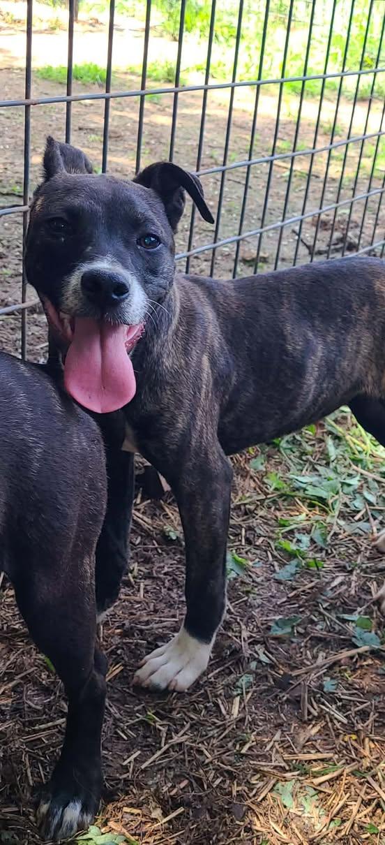 Enlarge LOUISE, a Adoptable Mixed Breed in East Flat Rock, NC image 2/6