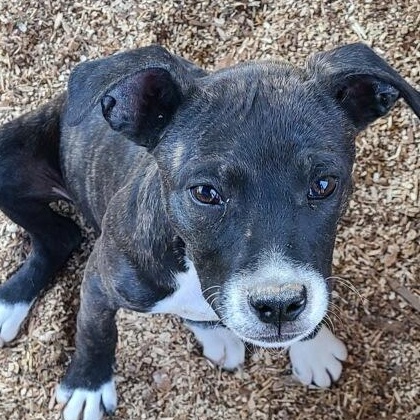 Enlarge LOUISE, a Adoptable Mixed Breed in East Flat Rock, NC image 3/6