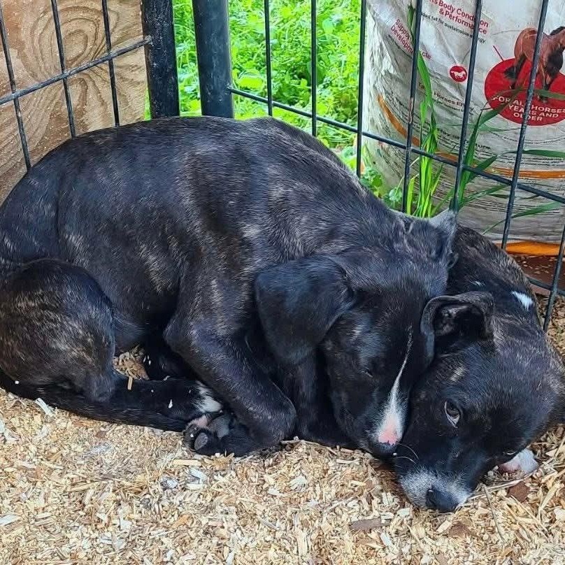 Enlarge LOUISE, a Adoptable Mixed Breed in East Flat Rock, NC image 4/6