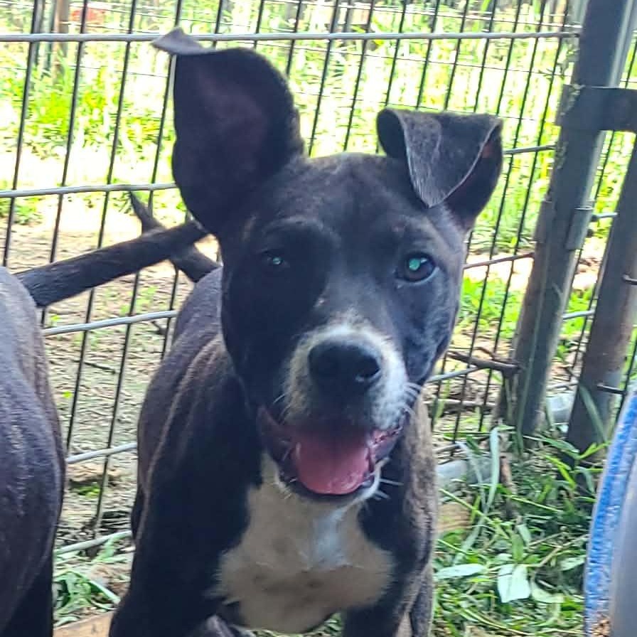 LOUISE, Adoptable, Puppy Female Mixed Breed.