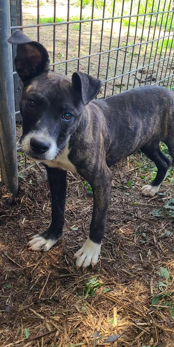 Enlarge LOUISE, a Adoptable Mixed Breed in East Flat Rock, NC image 6/6