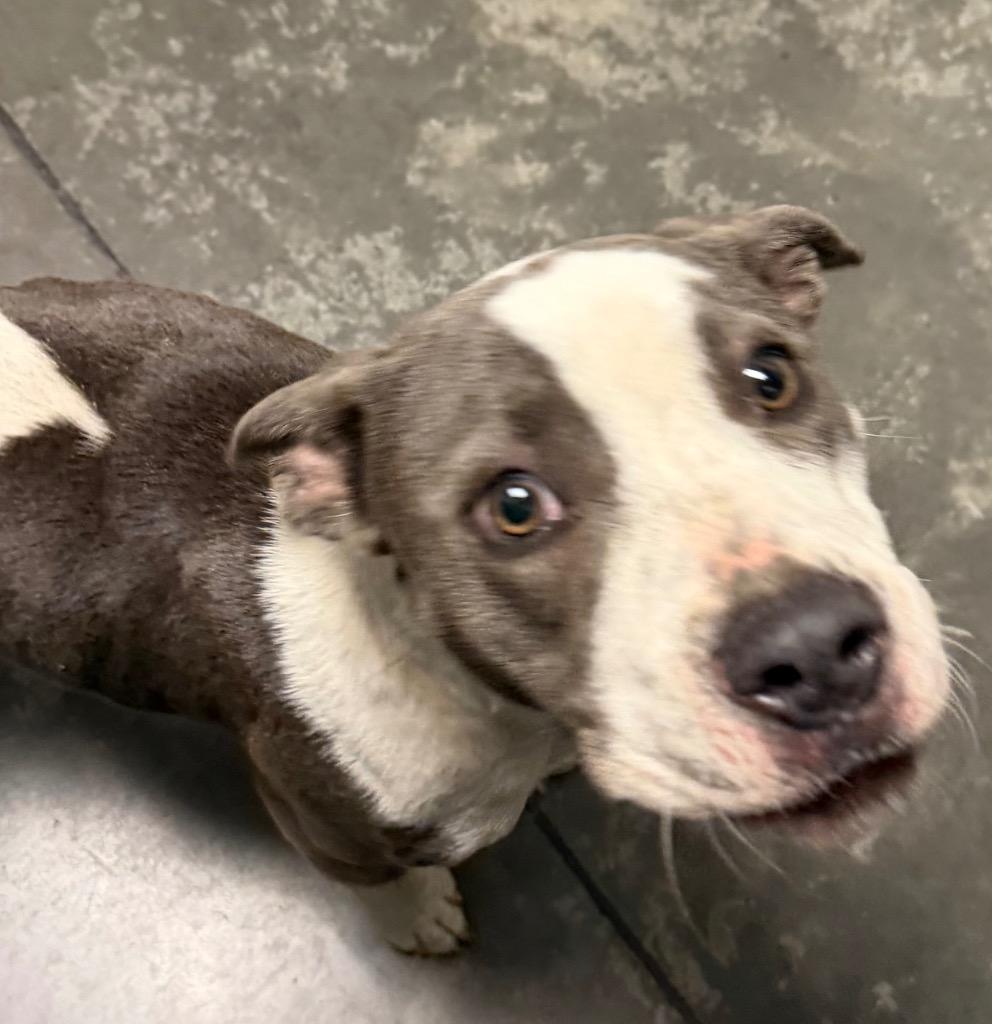 Enlarge Teal, a Adoptable Pit Bull Terrier in Henderson, NC image 1/1