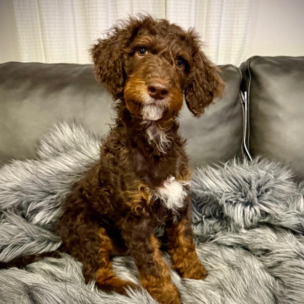Bob, Adoptable, Puppy Male Standard Poodle & Mixed Breed.