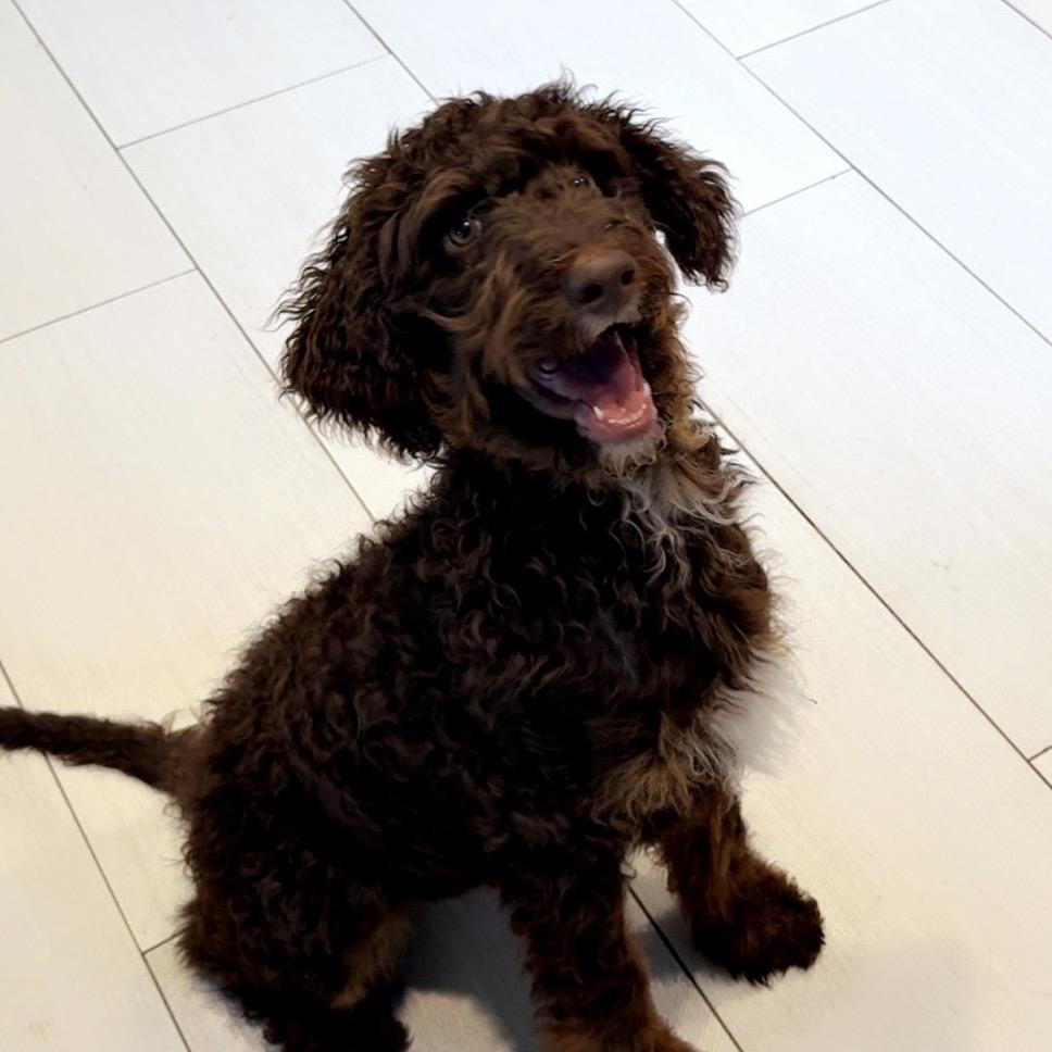 Enlarge Bob, a Adoptable mixed breed in Little Rock, AR image 2/6